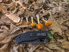 Amanita flavoconia image