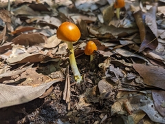Amanita flavoconia image