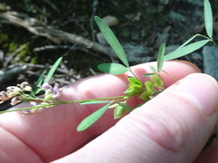 Lespedeza virginica