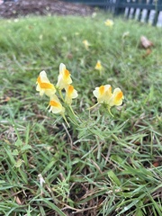 Linaria vulgaris