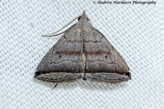 Lysimelia neleusalis