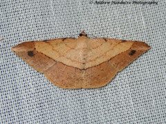 Pseudonadagara semicolor