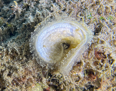 Padina pavonica
