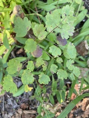 Thalictrum venulosum