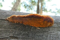 Pycnoporellus