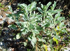 Lupinus cumulicola