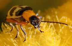 Paranapiacaba tricincta