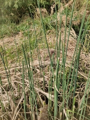 Schoenoplectus lacustris