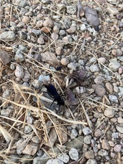 Pompilidae