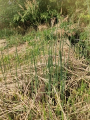 Schoenoplectus lacustris