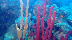 Amphimedon compressa