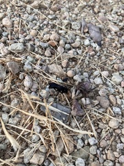 Pompilidae