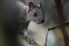 Sciurus variegatoides