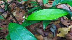 Paypayrola confertiflora