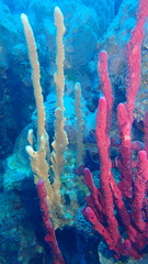 Amphimedon compressa