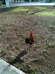 Gallus gallus domesticus