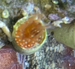 Protula intestinum