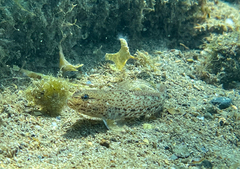 Gobius incognitus