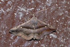 Hadennia jutalis