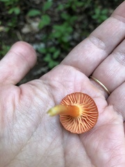 Hygrocybe cantharellus