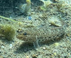 Gobius incognitus