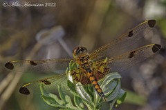 Celithemis elisa