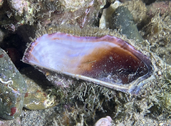 Arca noae