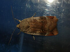 Noctua janthina