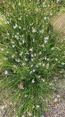 Oenothera lindheimeri