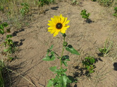 Helianthus petiolaris