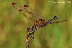 Celithemis elisa