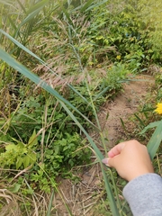 Phragmites australis