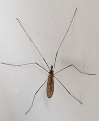 Limoniidae