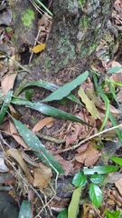 Epiphyllum phyllanthus