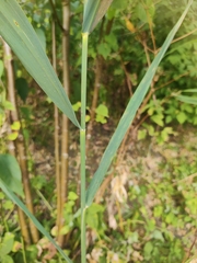 Phragmites australis
