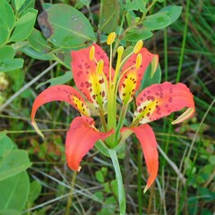 Lilium catesbaei