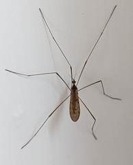 Limoniidae