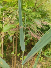 Phragmites australis