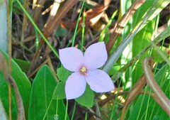 Rhexia nuttallii