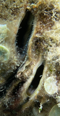 Ostrea edulis