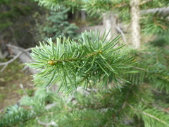 Abies lasiocarpa