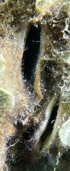 Ostrea edulis