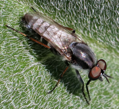 Ozodiceromyia
