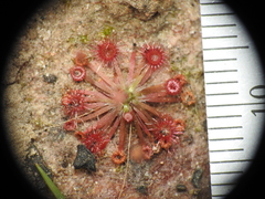 Drosera pygmaea