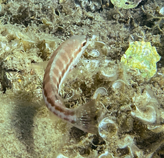 Serranus cabrilla
