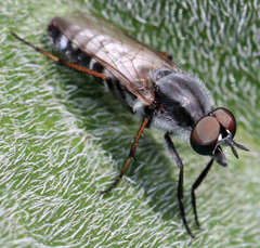 Ozodiceromyia