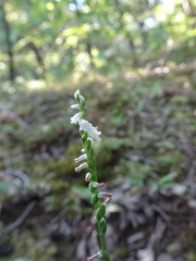Spiranthes tuberosa