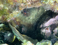 Octopus vulgaris