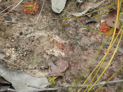 Drosera pygmaea