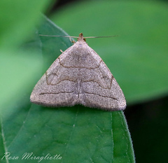 Zanclognatha pedipilalis